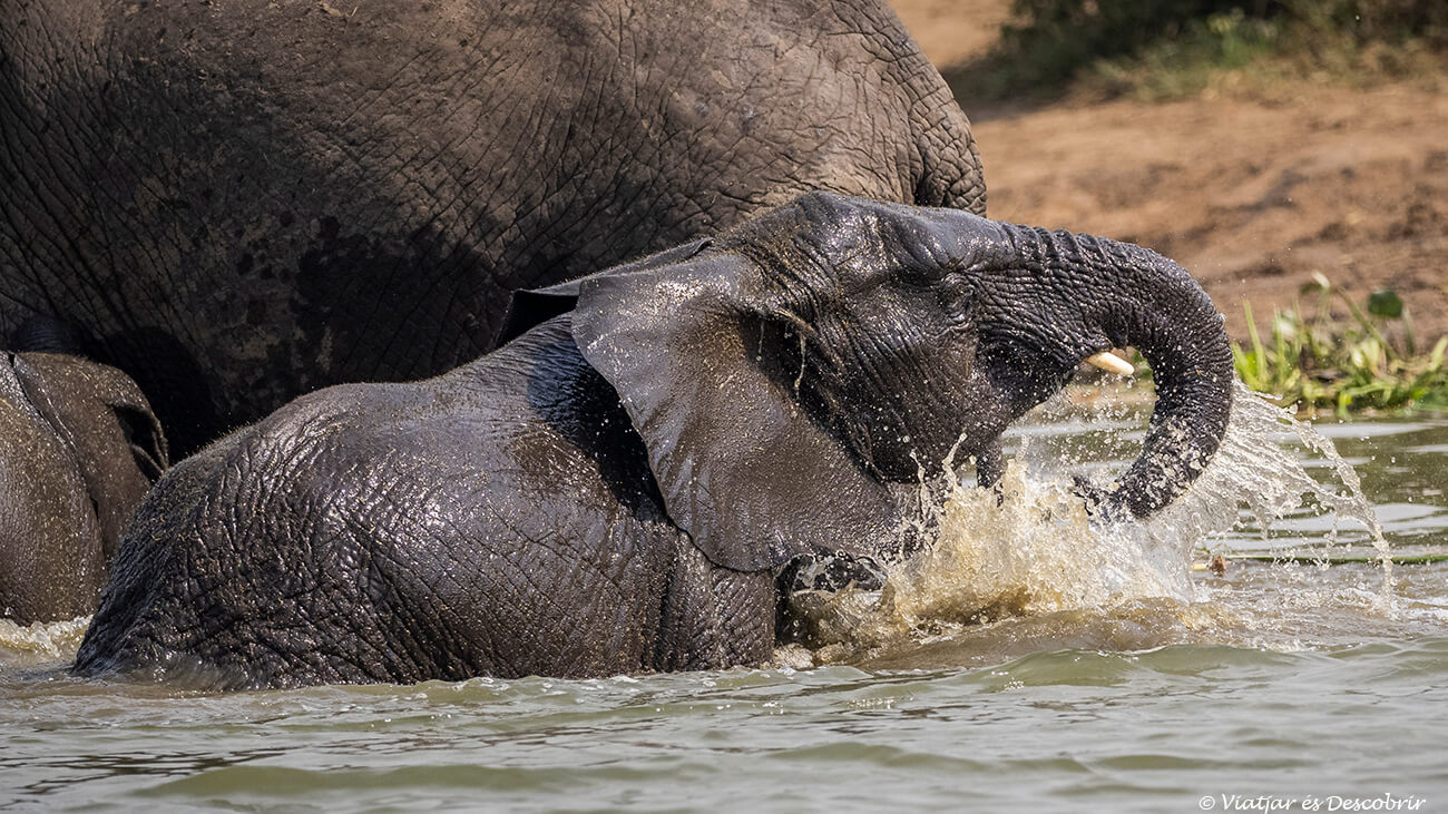 per tal que sigui segur viatjar a Uganda és bàsic ser responsable durant els safaris i no sortir del vehicle ni fer sorolls que puguin alterar els animals salvatges