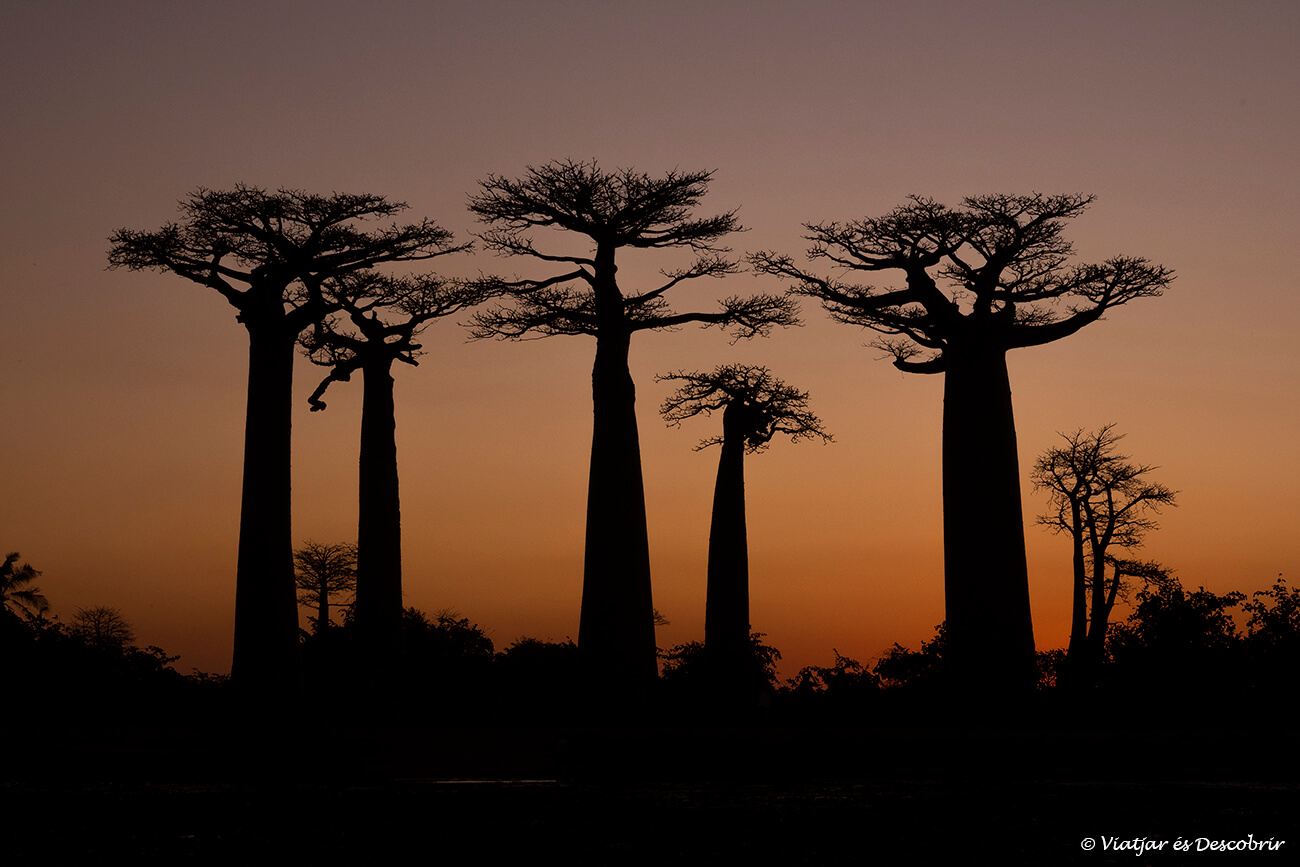 capvespre a l'avinguda dels baobabs de Madagascar que és un dels punts més fotogènics del país