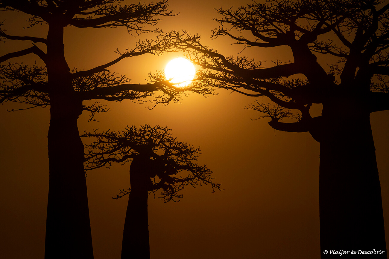sol caient entre els baobabs durant la posta de sol