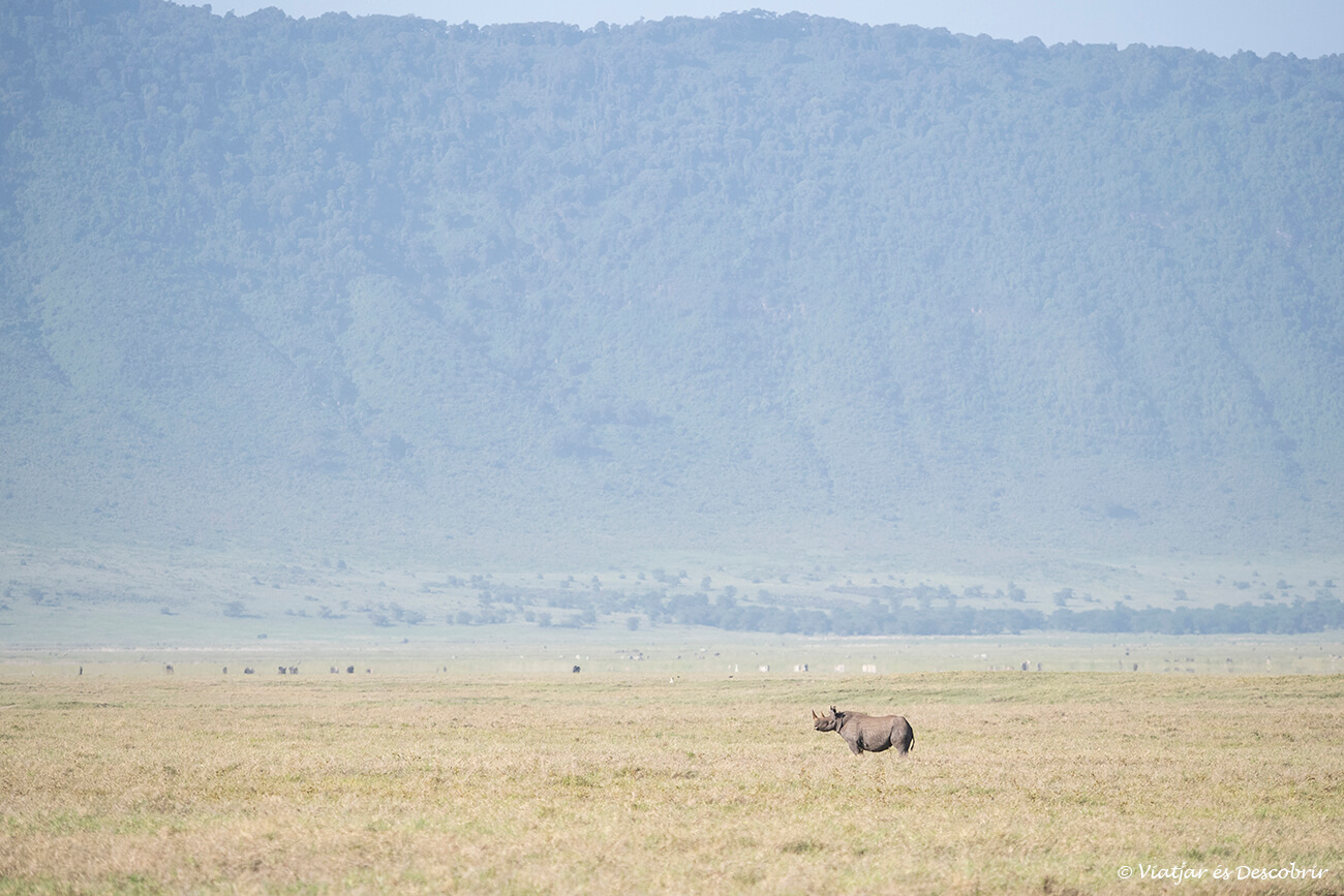 rinoceront negre envoltat de les parets altes de la caldera del Ngorongoro