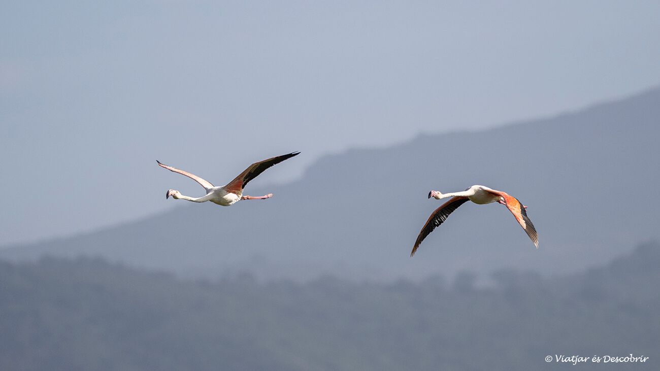 dos flamencs volant a prop del llac Ndutu