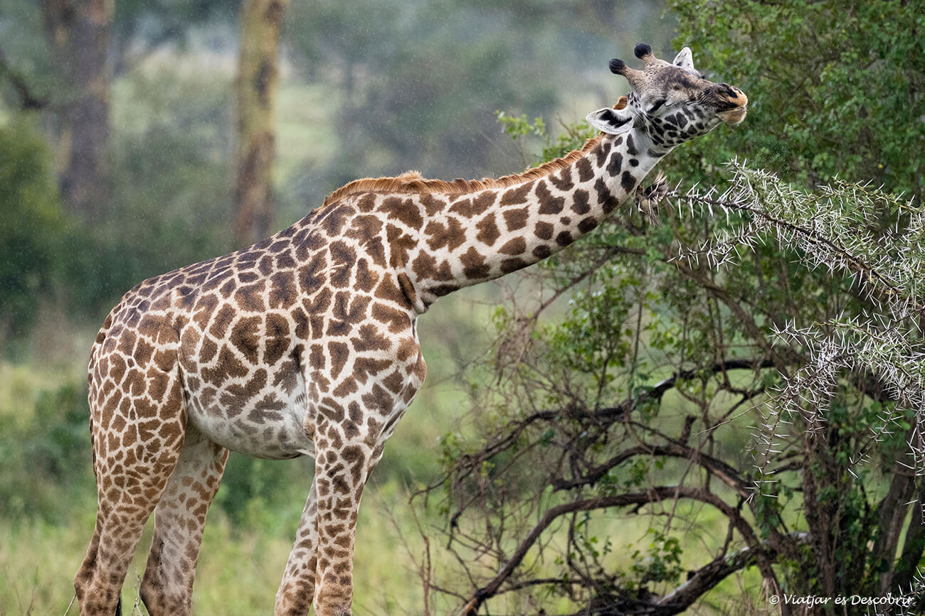 una girafa sota la pluja al Serengeti