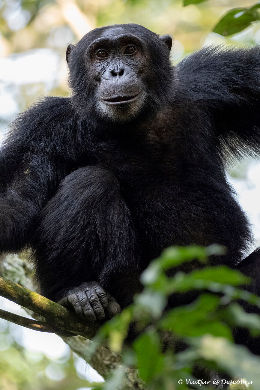 abans de poder veure un ximpanze com el de la fotografia és molt comú preguntar-se si és segur viatjar a Uganda