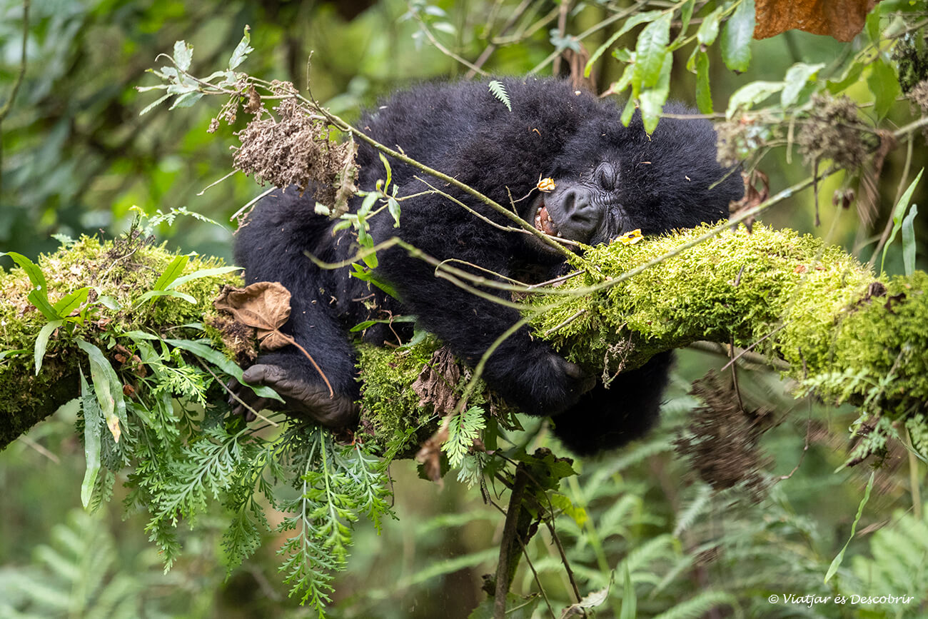 encara que és segur viatjar a Uganda i fer el trekking per veure goriles cal sempre seguir totes les pautes del guia