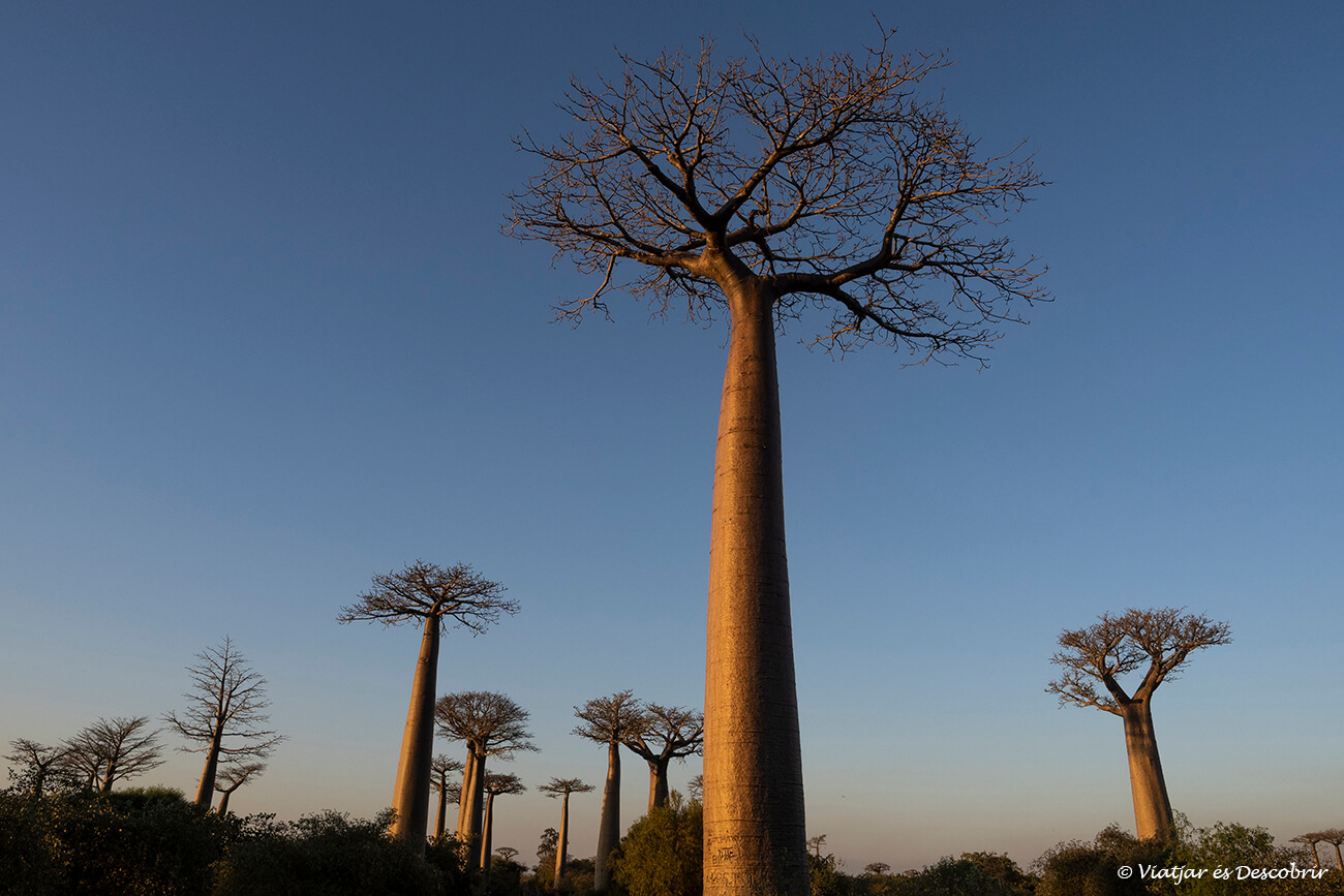 avinguda dels baobabs iluminada durant la posta de sol