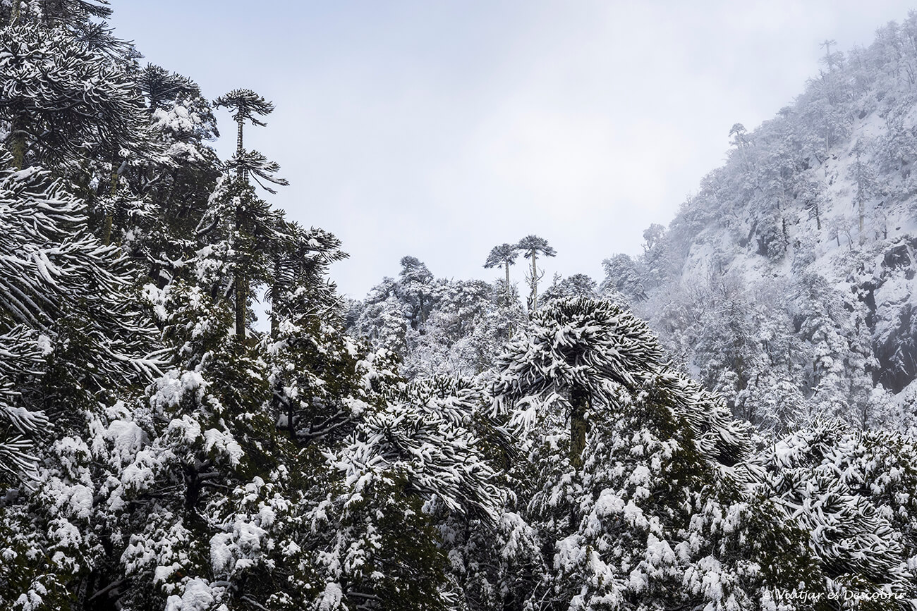 araucàries a les cotes altes de l'entorn de muntanyes de Pucón