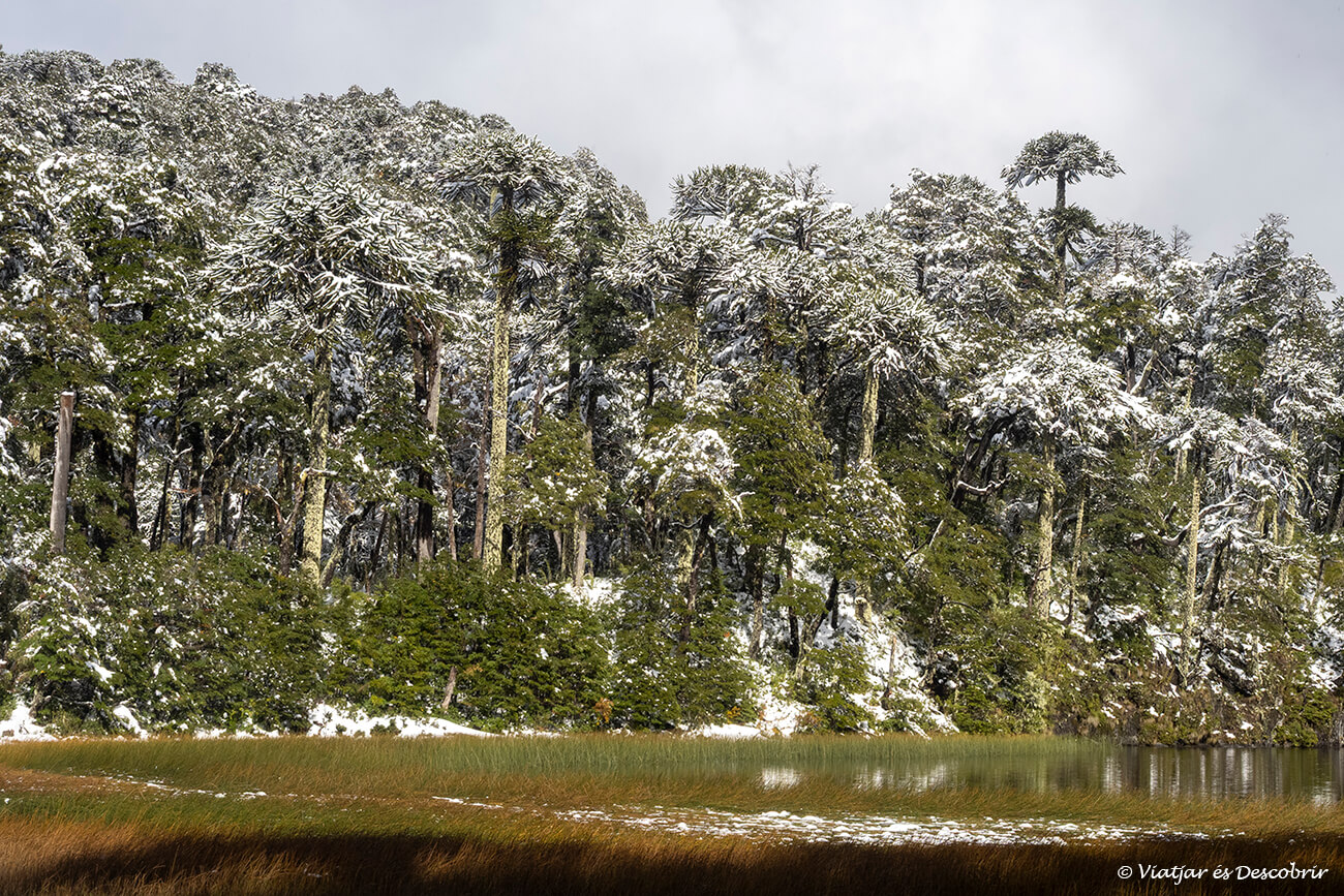 araucàries fotografiades després d'una nevada al Parc Nacional Huerquehue que és un dels llocs més interessants que veure a Pucón