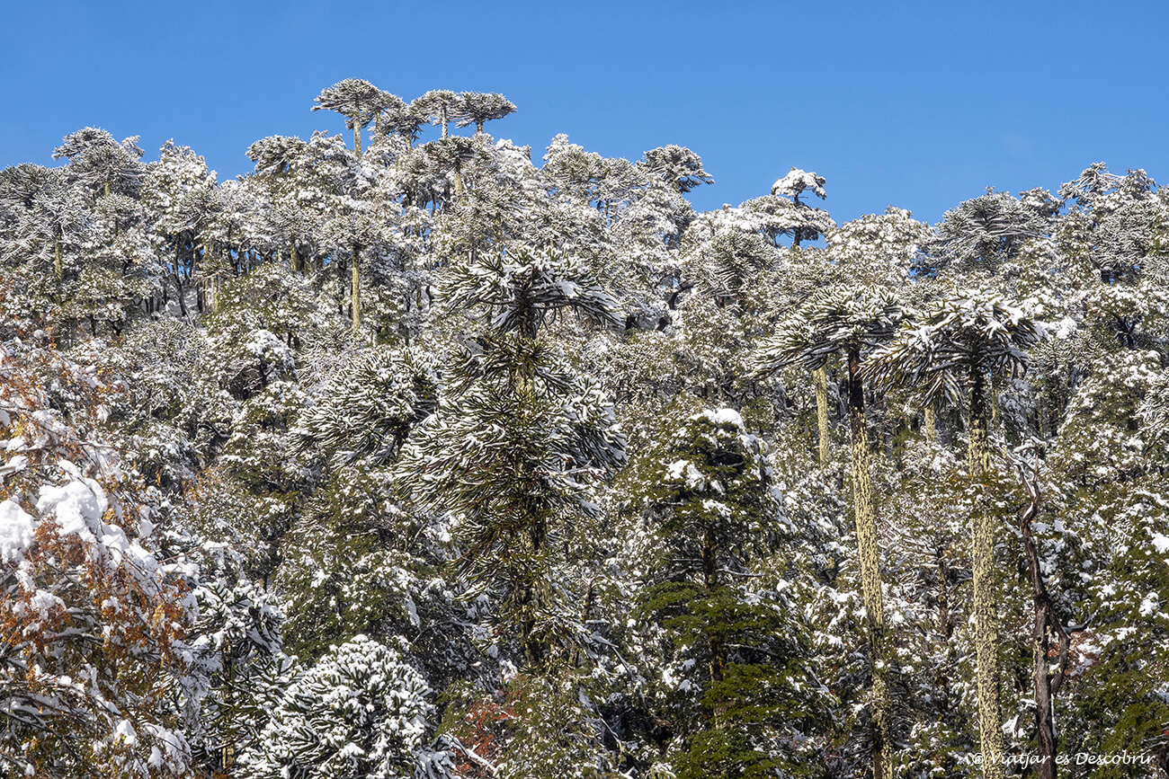 entre els imprescindibles que fer a Pucón hi ha les excursions per veure les araucàries que són un arbre molt característic d'aquesta zona de Xile