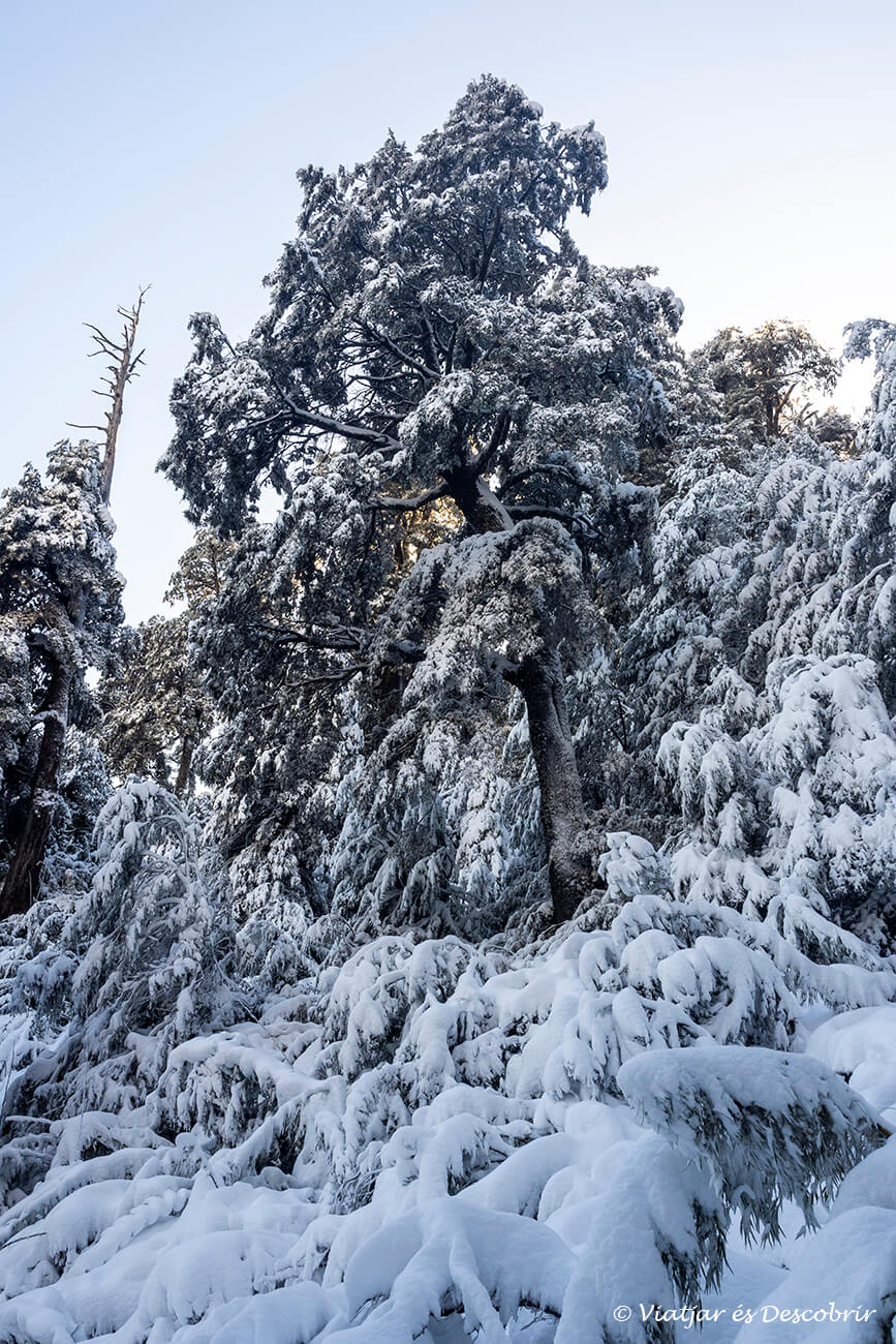 detalls d'un arbre ple de neu a l'Araucanía