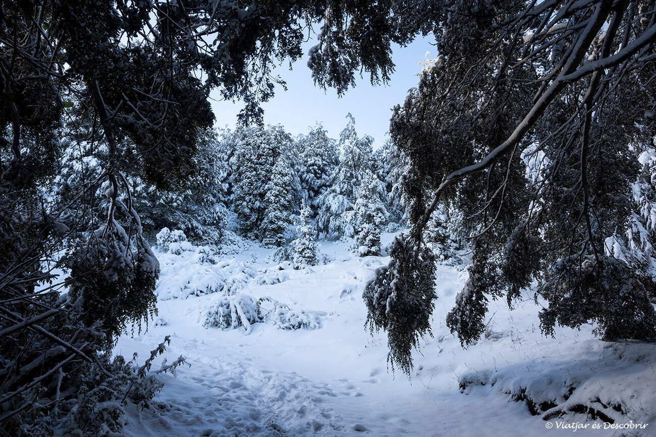 què fer a Pucón: la ruta fins el mirador més elevat del Santuario el Cañi és una de les més espectaculars i recomanables