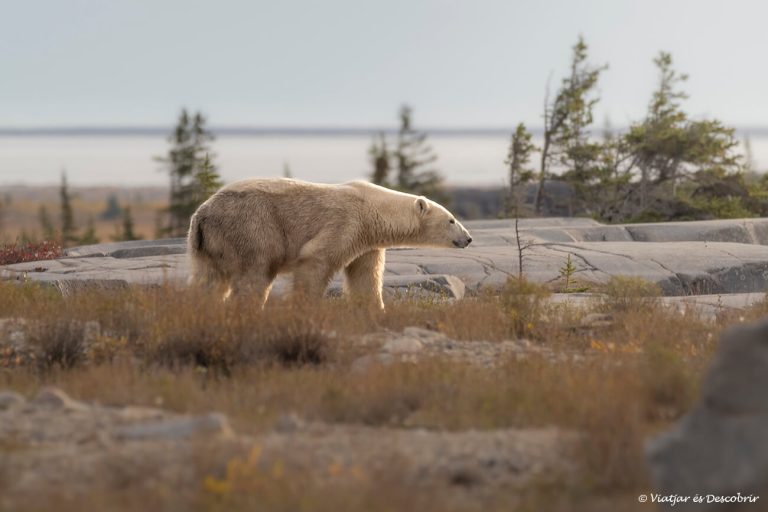 Més informació sobre l'article Guia per viatjar a Churchill (Canadà): Els millors consells