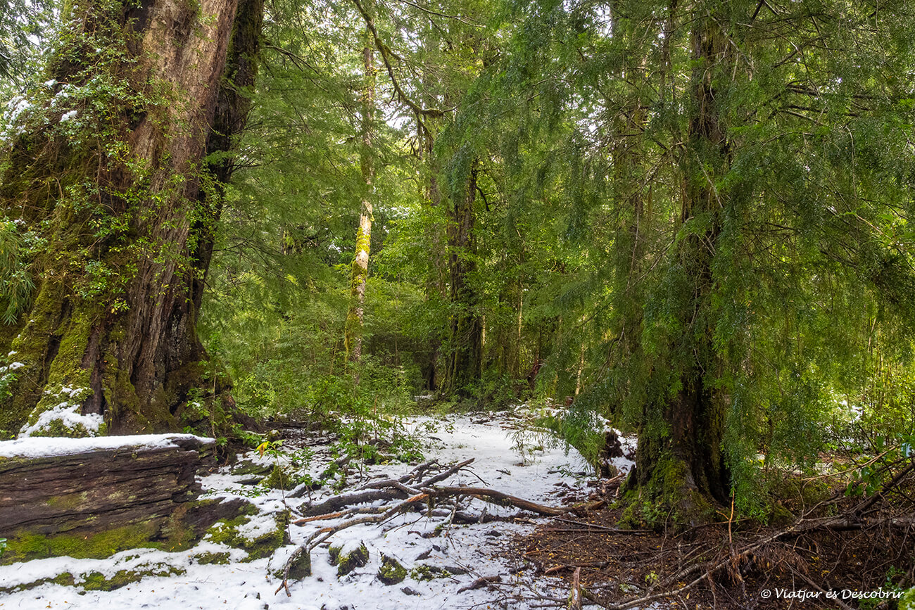 paisatge nevat i verd a les cotes baixes del parc nacional Huerquehue