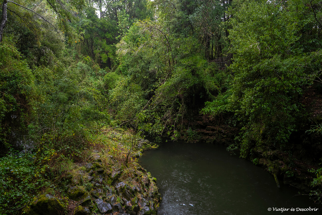bosc frondós del Parque Ojos del Caburgua
