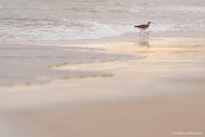Més informació sobre l'article Setmana 78 (Quinuituq): Entre tortugues marines a les Galápagos