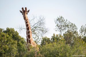 Més informació sobre l'article Kenya en 10 dies: La millor ruta de safari