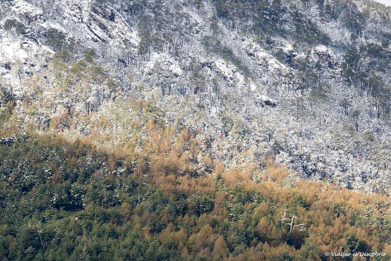 detalls del paisatge entre tardor i hivern en un recorregut que fer a Pucón amb cotxe