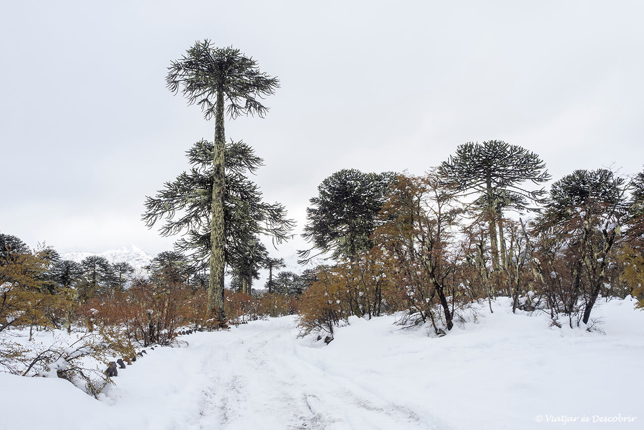 carretera coberta de neu per arribar al conguillio