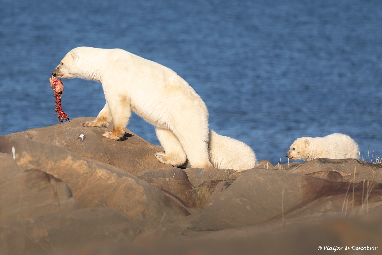 ossa polar amb l'esquelet d'una foca caçada recentment