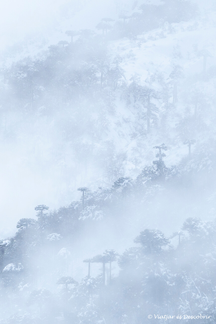 detalls de les araucàries entre boires