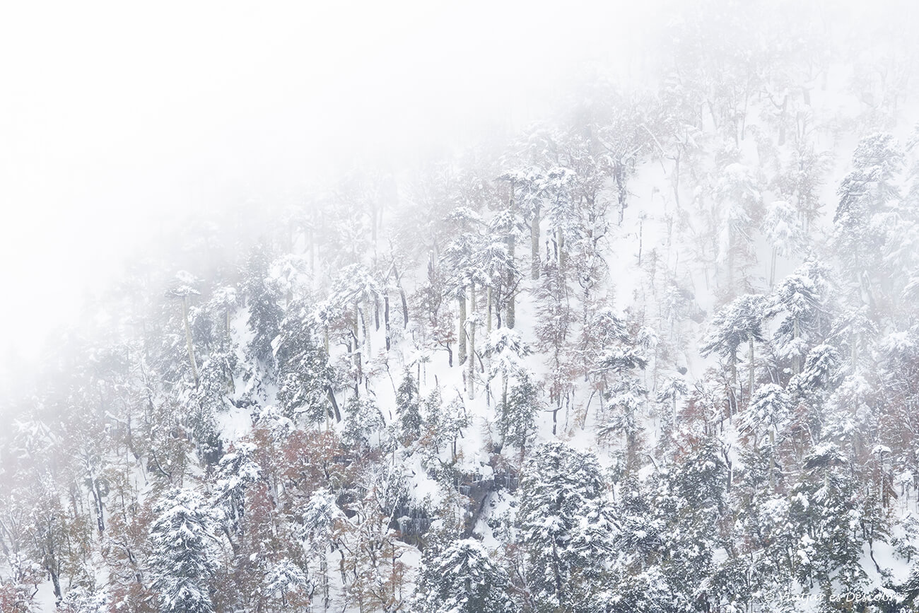 araucàries entre neu i boira
