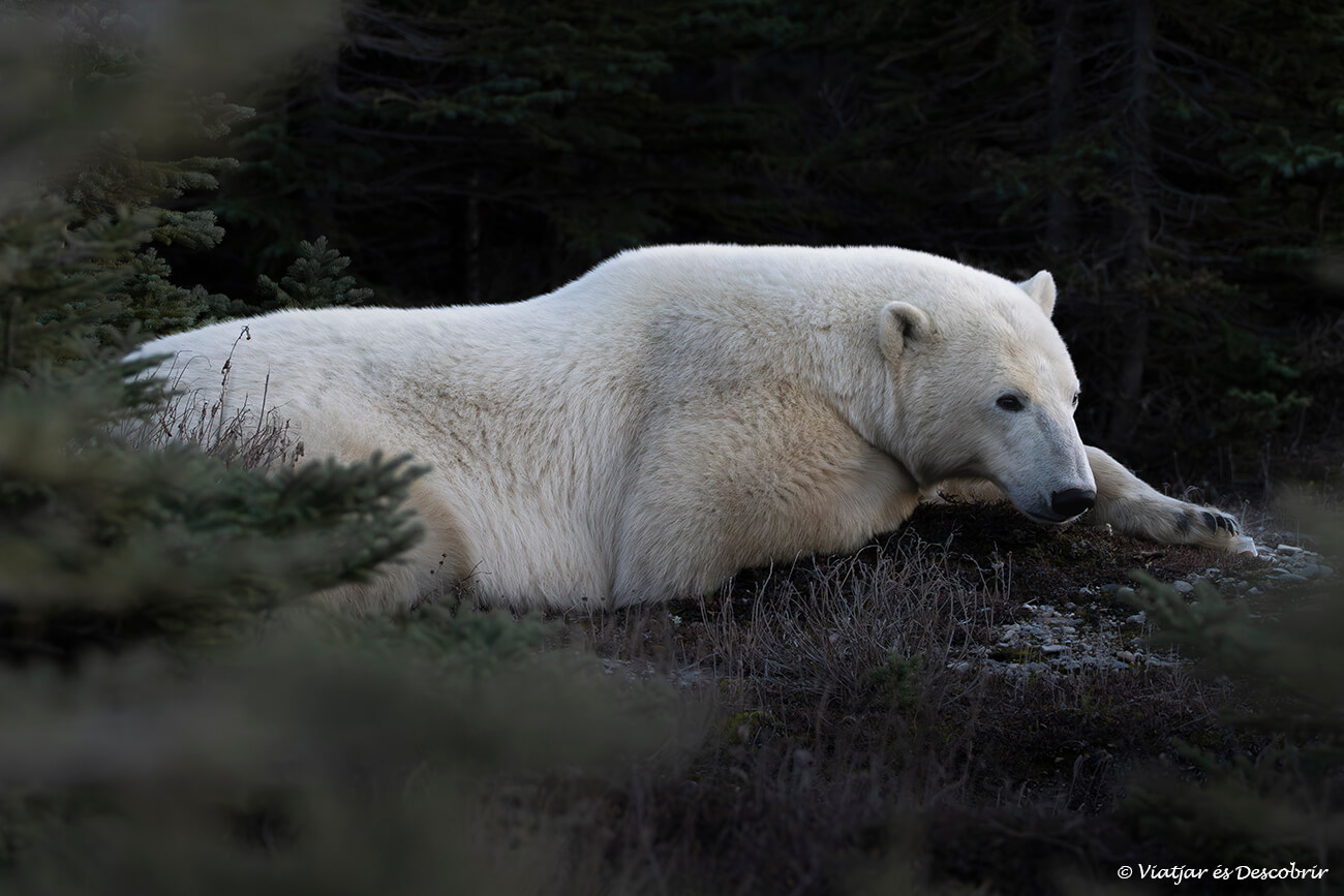 os polar dormint entre arbres