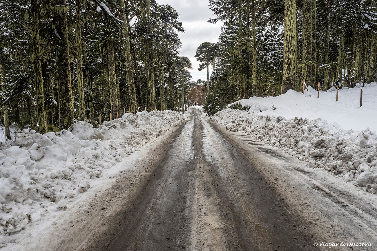 camí per anar de Melipeuco a Icalma en una bona proposta addicional per fer després de visitar el Parc Nacional Conguillio