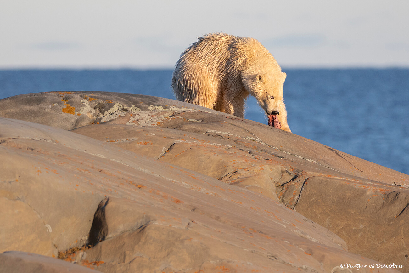 un os polar jove menjant les restes d'una foca