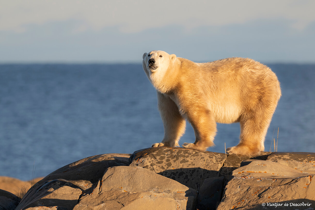 veure ossos polars a Churchill no és complicat però cal saber per quins camins anar a prop de la costa per poder-los localitzar