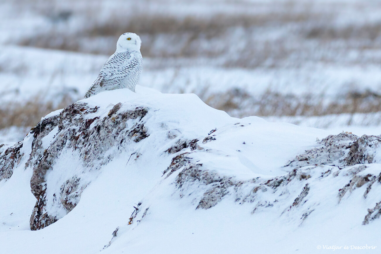 duc blanc fotografiat a Churchill