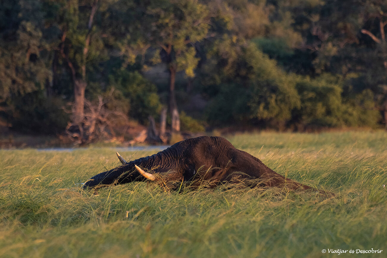 elefant menjant herba al riu Chobe durant un safari en barca