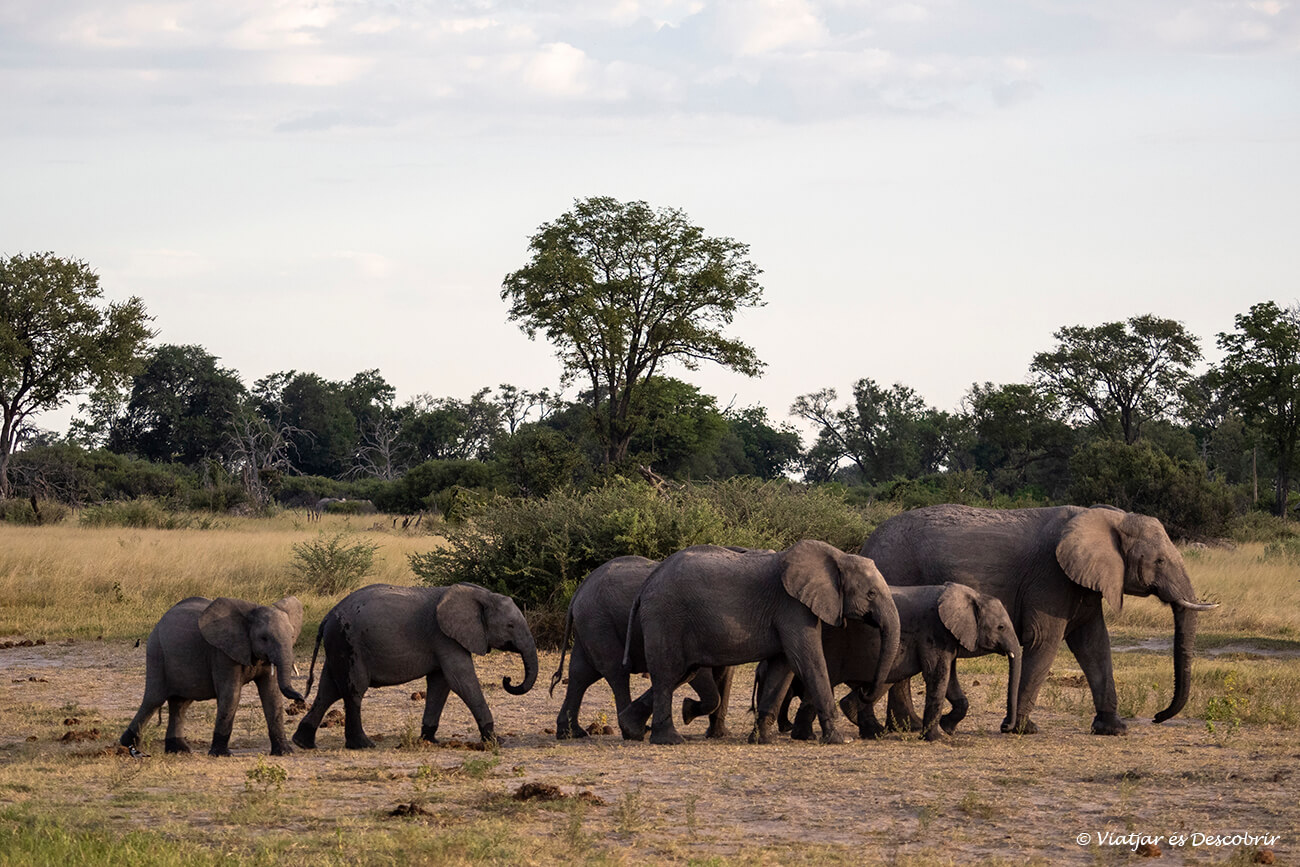 el preu d'un safari a Botswana és alt però permet veure escenes inoblidables com una familia d'elefants caminant pel Delta de l'Okavango