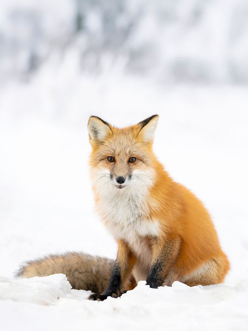 guineu vermella parada a la neu i mirant fixament a la càmera