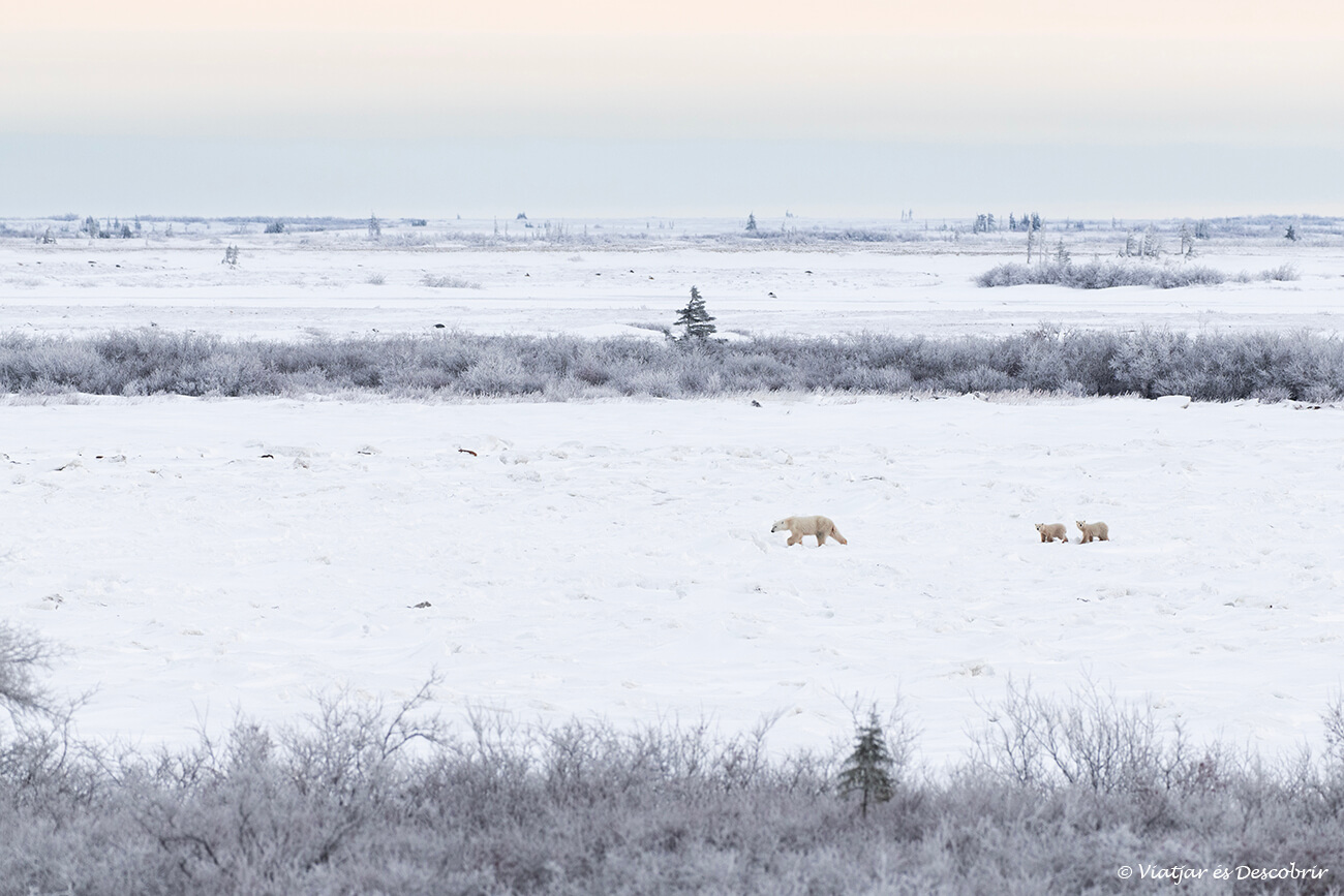 una ossa polar adulta i les seves dues cries caminant entre el gel a Churchill al nord del Canadà