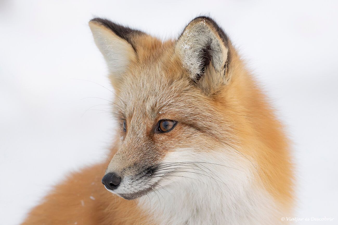 primer pla d'una guineu vermella fotografia a Churchill després d'una nevada