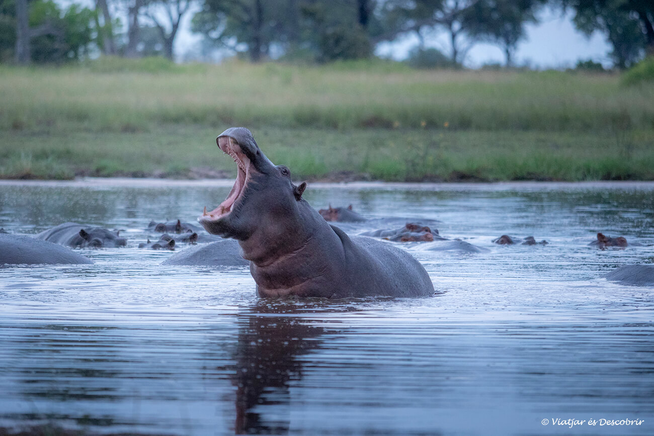 hipopòtam durant un matí al delta de l'Okavango en un safari a Botswana