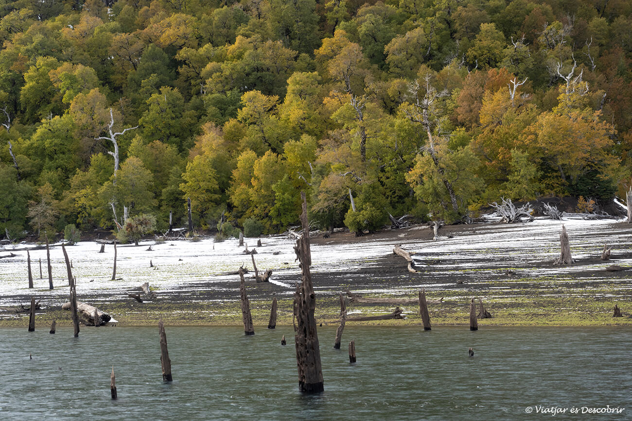 bosc submergit de la Laguna Verde durant una visita al Parc Nacional Conguillio a la tardor
