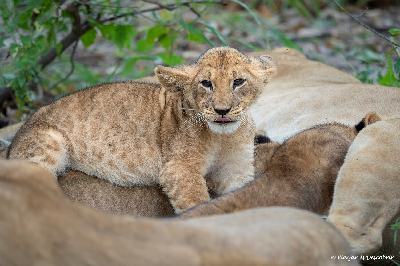 cria de lleó a prop del Splash Camp