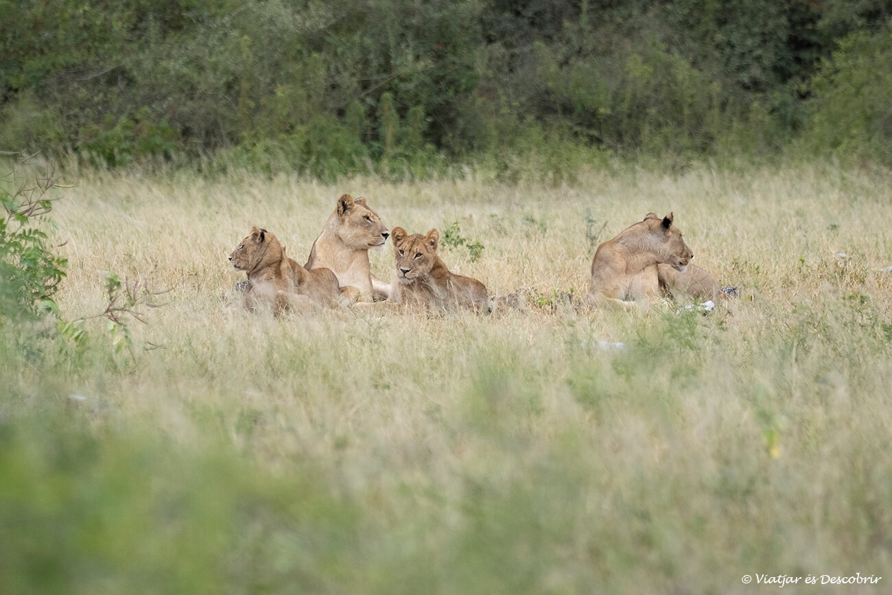 familia de lleons durant un safari curt pel Parc Nacional Chobe