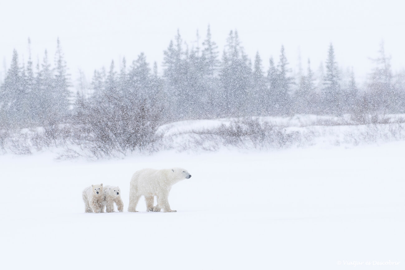 ossa polar amb les seves dues cries caminant per la tundra nevada