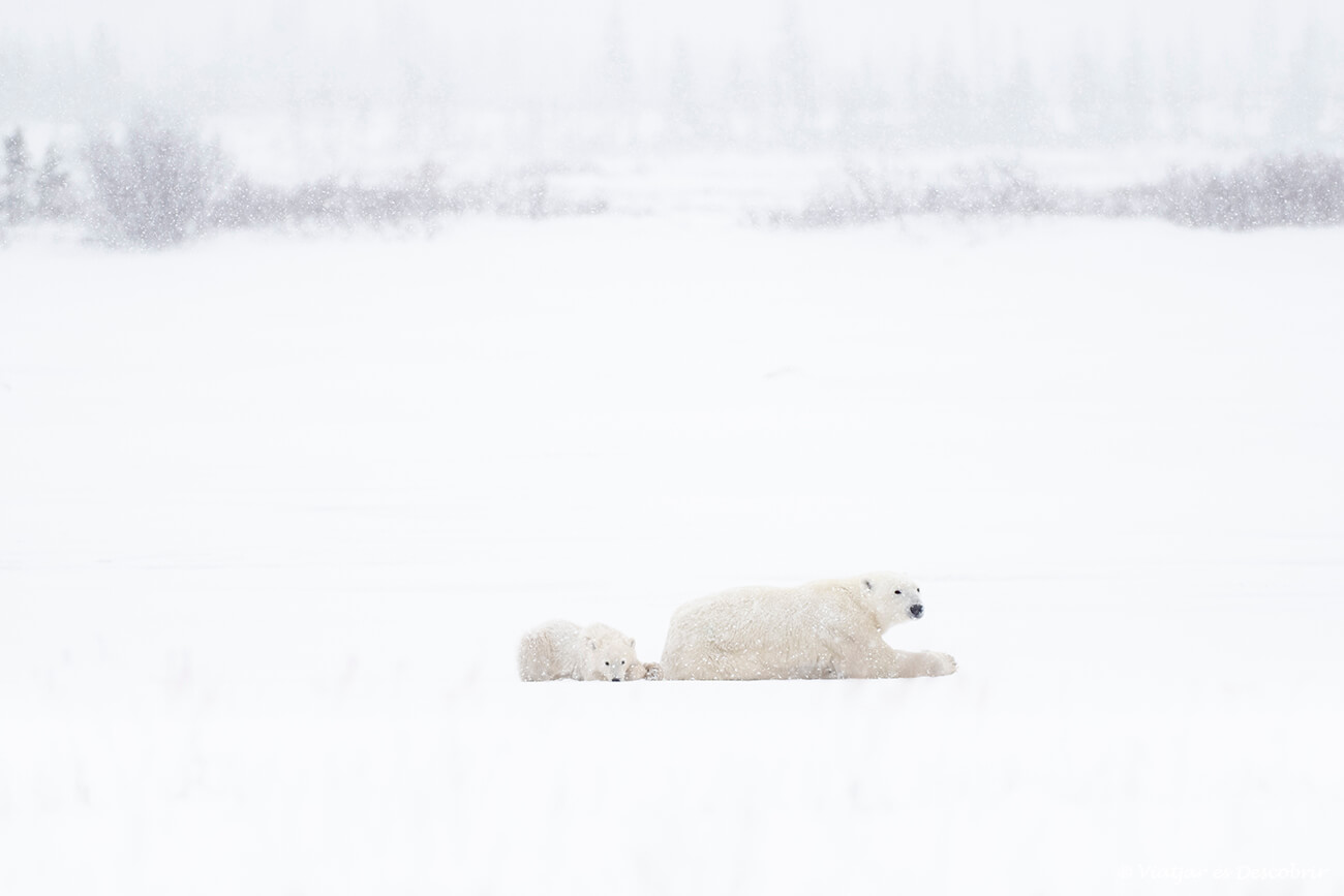 veure ossos polars canada durant una nevada i amb cotxe de lloguer