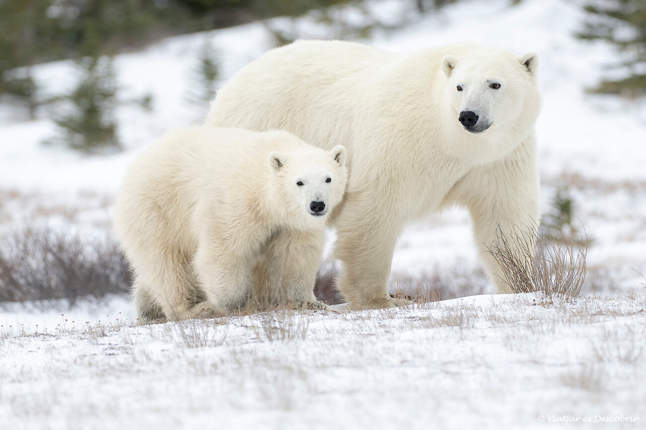 una femella d'os polar i la seva cria de set o vuit mesos caminant per la tundra nevada de Churchill