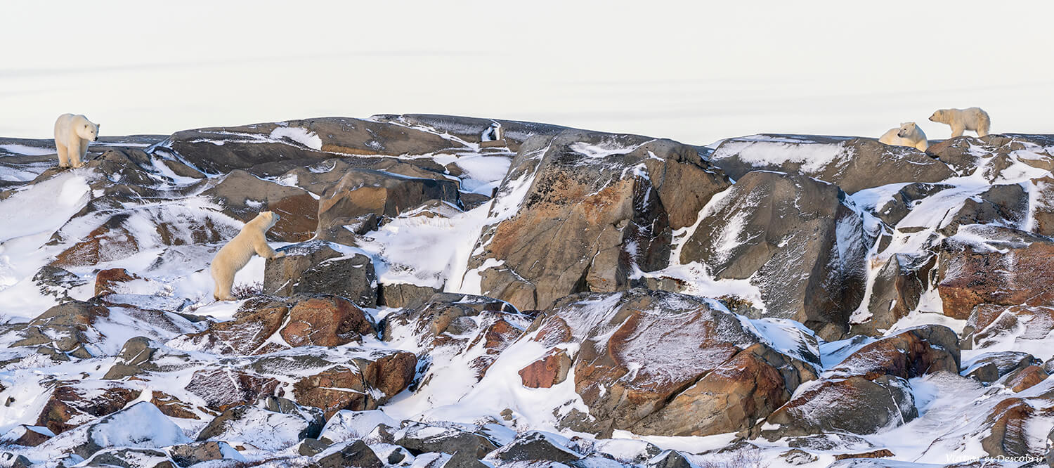 quatre ossos polars a una mateixa escena durant un viatge per veure ossos polars a Canadà en concret pels voltants del poble de Churchill