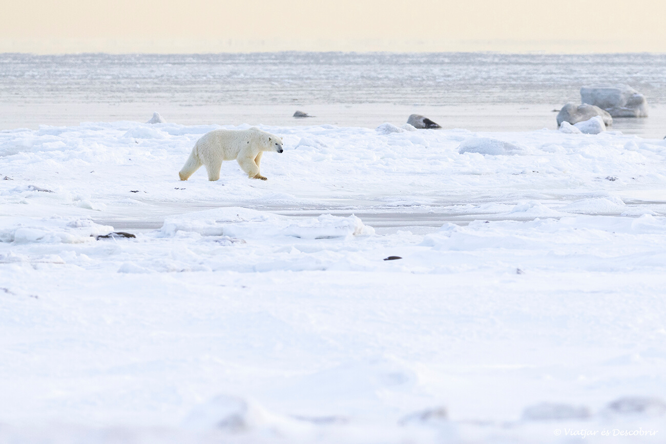 un os polar al Canadà caminant per la primera part de gel marí formada al novembre