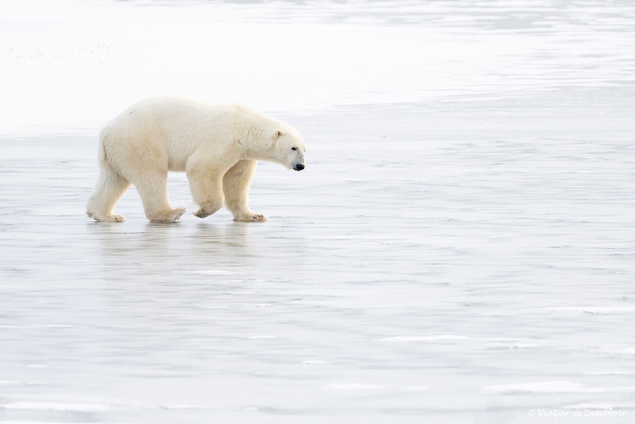 veure ossos polars a Churchill és molt interessant durant tot l'any en el cas de la fotografia es veu un os polar caminant per una llacuna gelada durant la nit