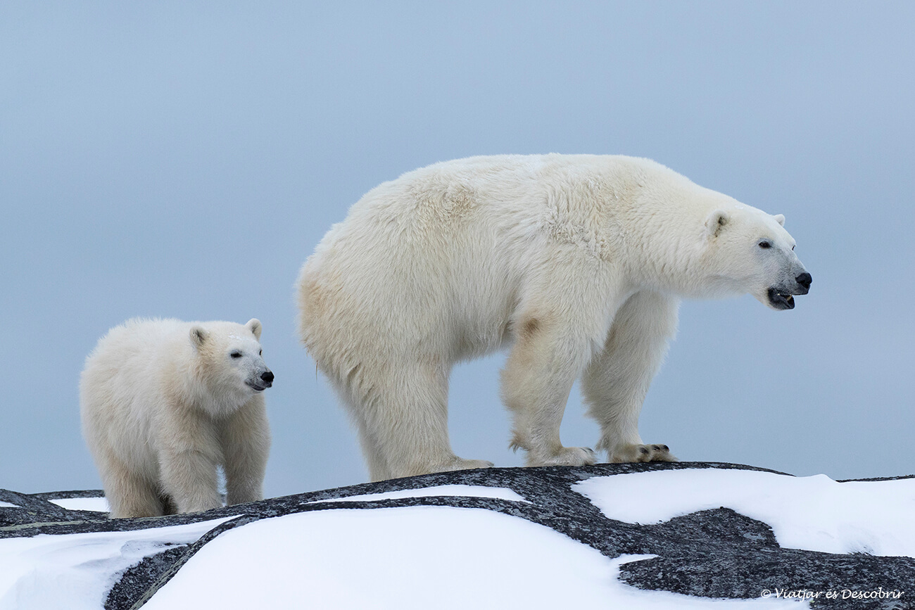 una ossa polar i la seva cria a dalt d'unes roques