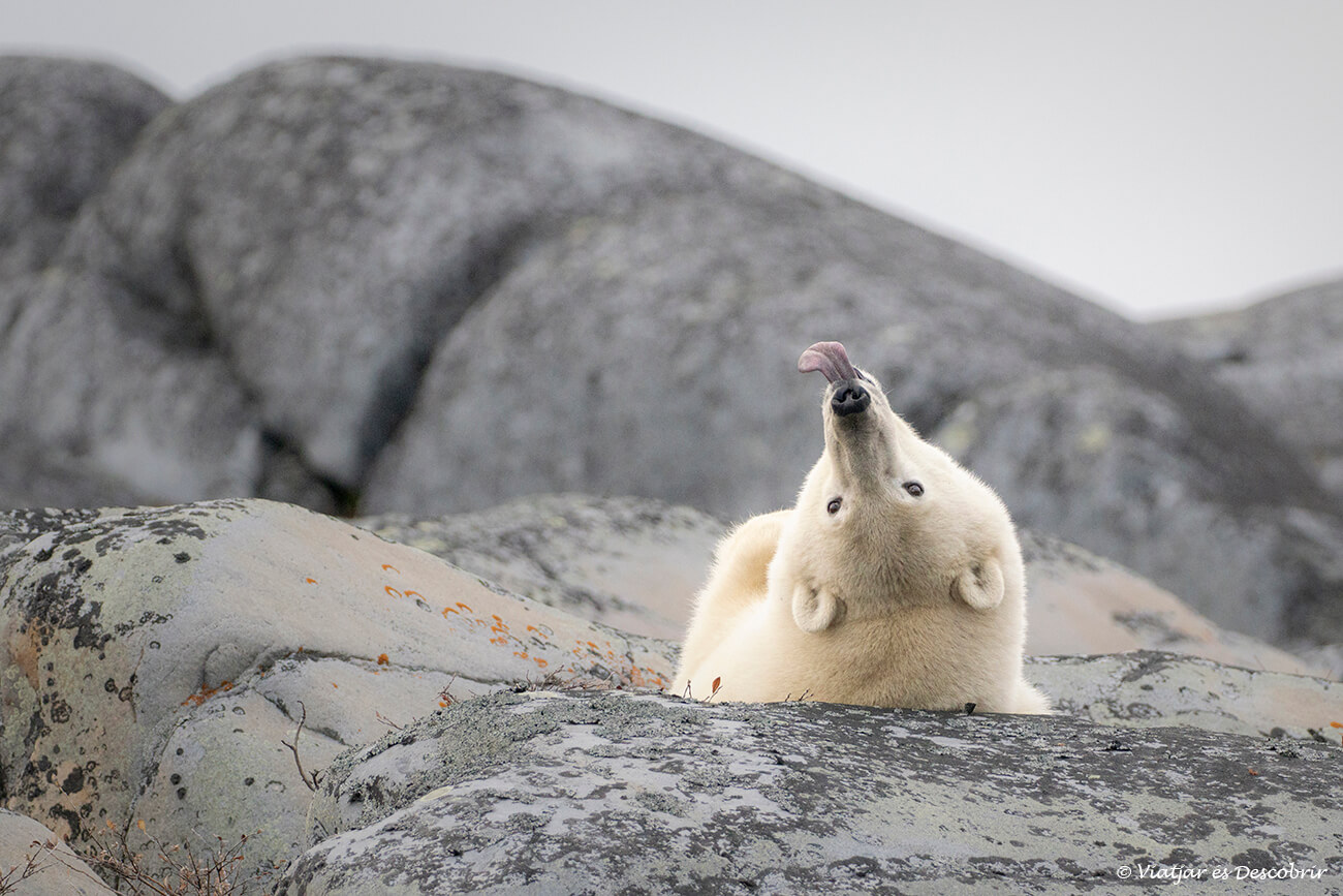 una escena divertida d'un os polar estirant-se i treient la llengua