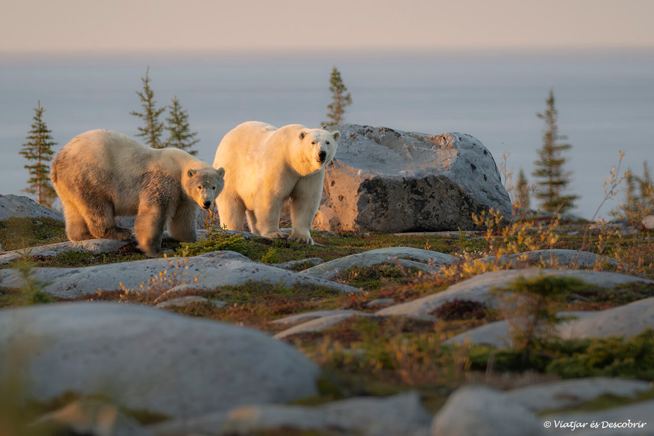 posta de sol a la tardor durant una sortida per veure ossos polars a Churchill amb cotxe de lloguer