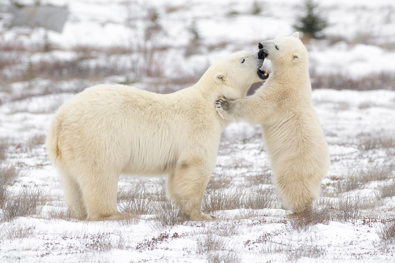 una ossa polar amb la seva cria de vuit mesos jugant a Churchill