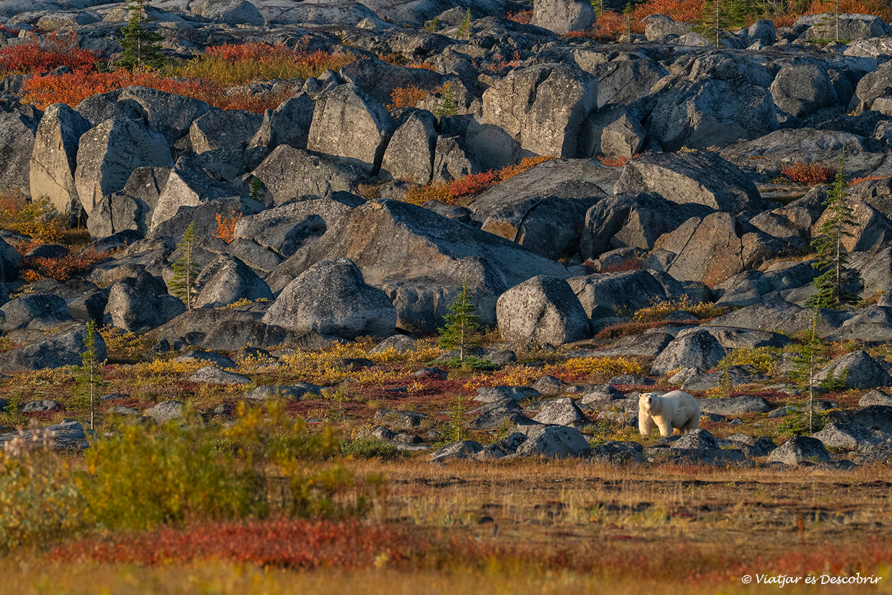 veure ossos polars al Canadà amb els típics colors vermells de la tardor a la tundra és també molt recomanable