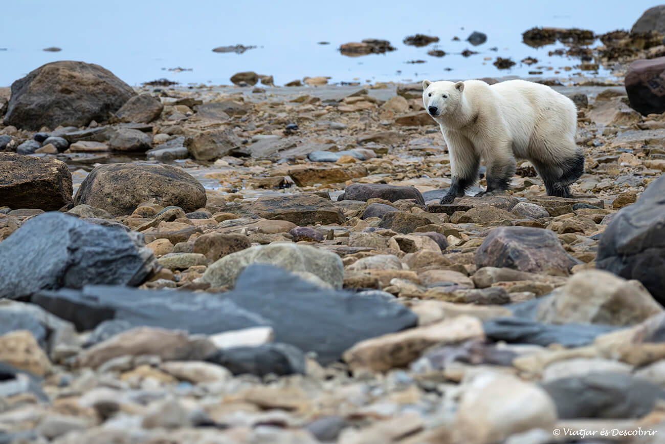 os polar caminant per la costa de Churchill